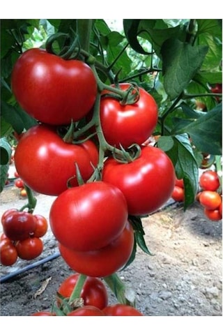 Expres Tohumculuk Sırık Domates Tohumu 50 Adet Tohum
