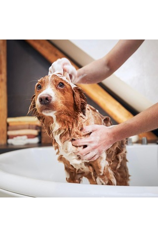Tr Lemon Shampoo Short Hair Kısa Tüylü Kedi Ve Köpekler İçin Kepeğe Karşı Limonlu Şampuan 500 Ml