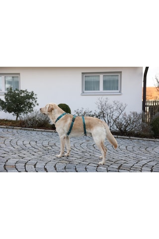 Kaçış Önleyici Köpek Tasması Petrol Yeşili 42 Cm - 55 Cm, S Mavi Yeşil