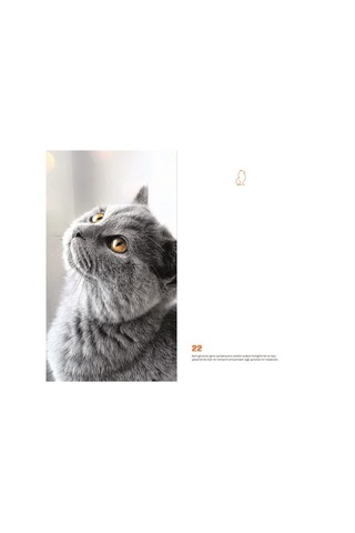 Kedi Dünyası Journal Düz