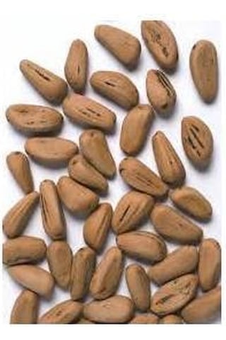 Fıstık Çamı Tohumu 200 GR 260 Adet