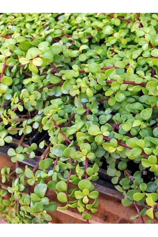 Para Yeşim Çiçeği 1 Adet Sukulent Dekoratif Bitki 10-15cm Crassula