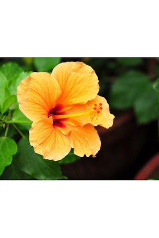 Sarı Japon Gülü Çiçeği Fidanı 25-45 Cm Tüplü Çiçekli Bodur Bitkiler Japanese Rose