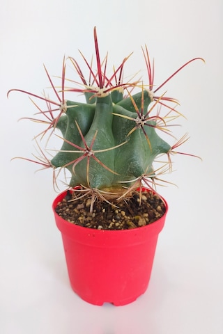 Ferocactus Emoryi Nadide Tür Tekli Özel Kaktüs 8.5 CM