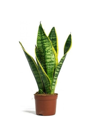 Paşa Kılıcı - Peygamber Kılıcı Sansaveria Trifasciata 20-30 Cm 2 Adet