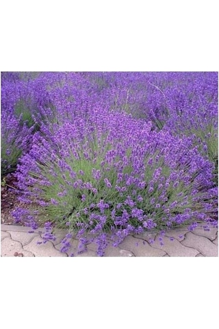 Orchid Moru Lavanta Fidanı 3 Adet 10-20 Cm