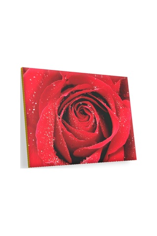 Cakasepetim Yağmur Damlası Ve Güzel Gül Fotoğrafı Ahşap Mdf Tablo