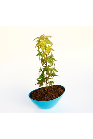 Bonsai Japon Akçaağacı N11.138
