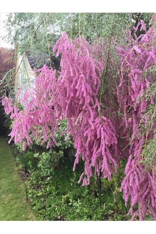 Ilgın Ağacı Fidanı - Bahçenize Zarif Ve Dayanıklı Güzellik Katın"