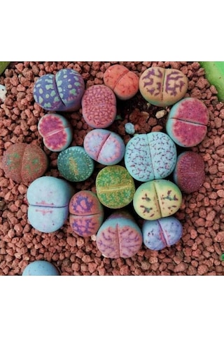 10 Adet Living Stone Succulent Tohumu