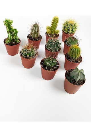 10 Lu Kaktüs Set - Özel Türler - 5.5 Cm Saksıda