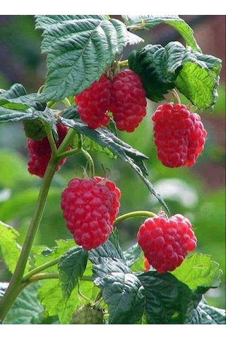 Yediveren Ahududu Fidanı Rubus İdaeus Tüplü