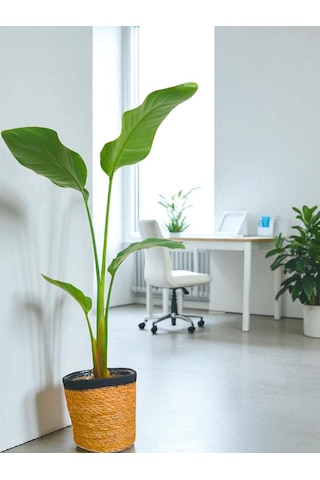 Bitkitürk-starliçe 80/100 Cm Cennet Kuşubofis Salon Ev