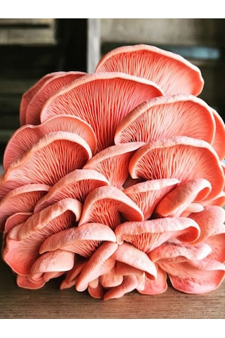 Pembe İstiridye Mantarı Miseli Tohumu Vakumlu 100 Gram Ekim Kılavuzu