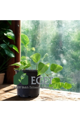 Altın Patos Çiçeği Epipremnum Aureum