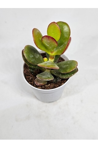 Crassula Ovata Sukulent-8691993070103