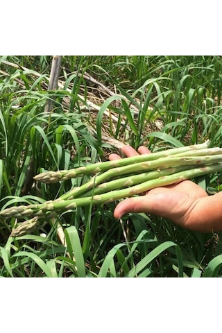 Kuşkonmaz Tohumu 1 Paket