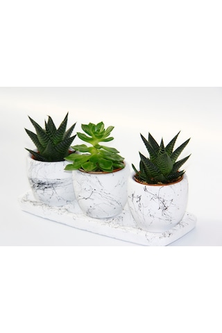 Trio Beyaz Sukulent Seti - Haworthia. Echeveria Emerald