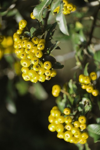 Alıç Sirkesi 250 Ml- Doğal Fermantasyon Alıç Sirkesi Geleneksel