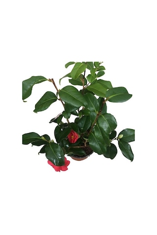Camellia Japonica - Kamelya Bitkisi Kırmızı Renk