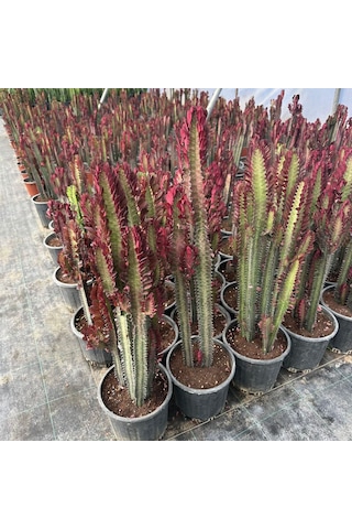 Büyük Boy Bol Dallı Euphorbia Trigona Red- Afrika Kırmızı Süt Ağacı 1 Adet