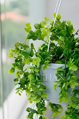 Askılı Saksıda Yapay Sarkan Okaliptus - 90 Cm Balkon Ve Teras Çiçeği Beyaz