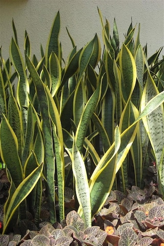 Paşa Kılıcı Peygamber Kılıcı Sansevieria