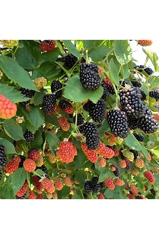 Böğürtlen Jumbo 50-75 Cm Boyunda Tüplüdür