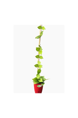 Hoya Carnosa En Az 1.5 Metre Kokulu Mum Çiçeği Bitkisi