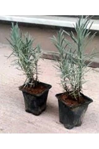 Lavanta Fidanı Intermedia 4 Adet 10-20 Cm