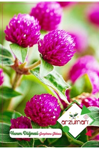 Arzuman Süs Bitki Hanım Düğmesi Çiçek Tohumu