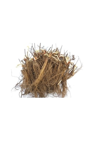 25 Adet Albion Açık Köklü Frigo Taze Yediveren Çilek Fidanı Fidesi