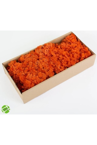 Reindeer Moss Turuncu Şoklanmış Norveç Yosunu 30gr
