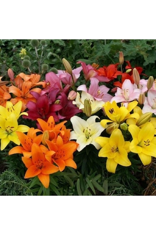 Karışık Renkli Kokulu Zambak Soğanı 3 Adet