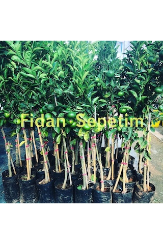 3 Yaş Aşılı W Murcott Mandalina Fidanı