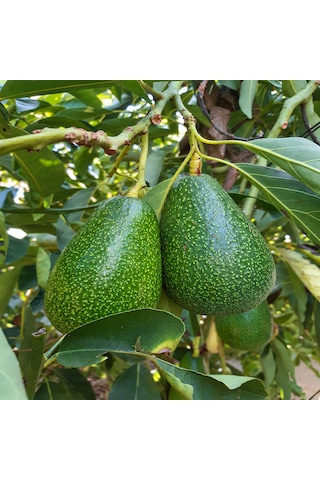 Avokado 24 Adet 250 Gr Üstü