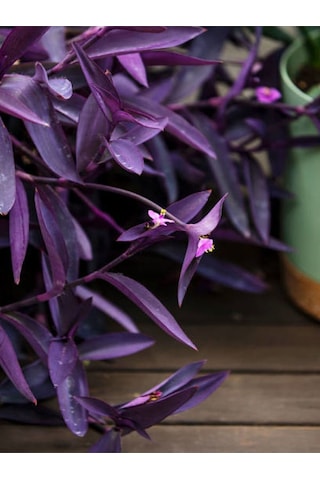 Videolu Mor Telgraf Çiçeği-kara Sevda 1 Adet Saksılı 15-30cm Iç Mekan Bitkisi Tradescantia Pallida
