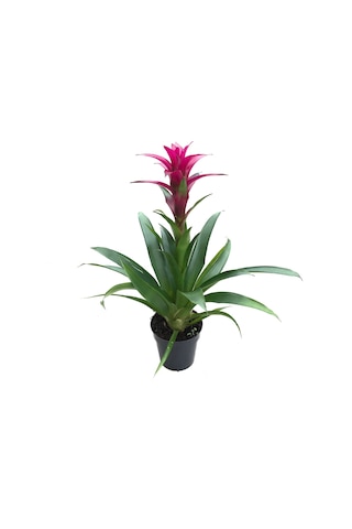 Guzmania Lingulata 'Purple' (Guzmanya) Ø12 CM Y35-340 CM