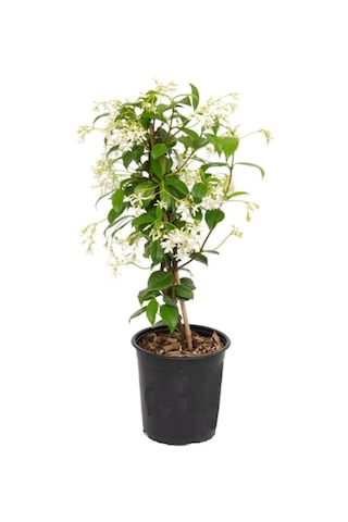 Videolu Yoğun Kokulu Arap Yasemin Çiçeği 1 Adet Saksılı/ Tüplü 40-50 Cm Star Jasmine