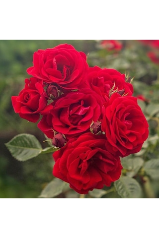 Tüplü Ve Aşılı Kırmızı Gül Fidanı Kök Yaşı 3