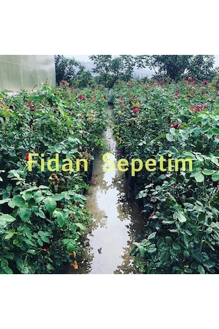 Blue Moon Gül Fidanı - Lila