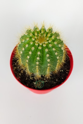 Notocactus Leninghausii Golden Ball Kaktüs 8.5 CM Kırmızı Saksıda BüyükBoy Kaktüs