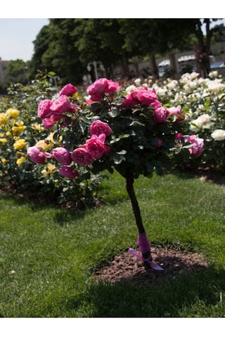 Bitkim Sende Baston Gül Yoğun Kokulu Pembe Renkli 40 60 Cm 1 Adet Aşılı Gül Walking Stick Rose