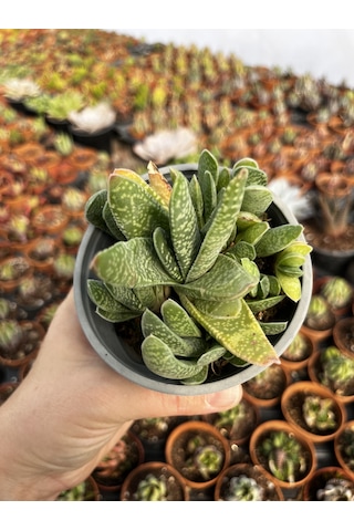 Gasteria 12cmlik Saksıda 1 Adet