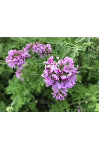 Itır Çiçeği 10 Adet - Pelargonium Graveolens