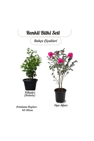 Kokulu Filbahri Sarmaşığı+ Pembe Renk Oya Ağacı Fidanı Saksılı