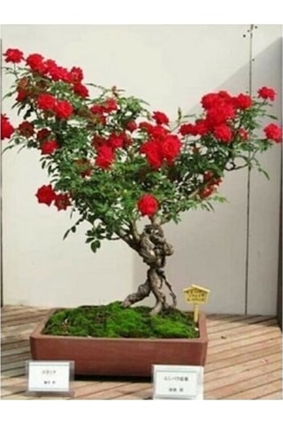 Bonsai Kırmızı Gül Ağacı Tohumu Ekim Seti 5 Adet Tohum + Saksı + Toprak Hediye Tohum