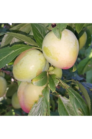 Tüplü Kendine Verimli Aromasıyüksek Yarı Bodur Ambra Erik Fidanı