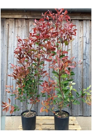 Alev Çalısı Photinia Red Robin Nana 170-200 Cm