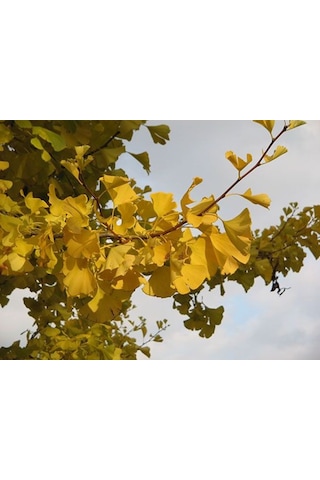 Mabet Ağacı Ginkgo Biloba Fidanı 20-30 Cm Boy